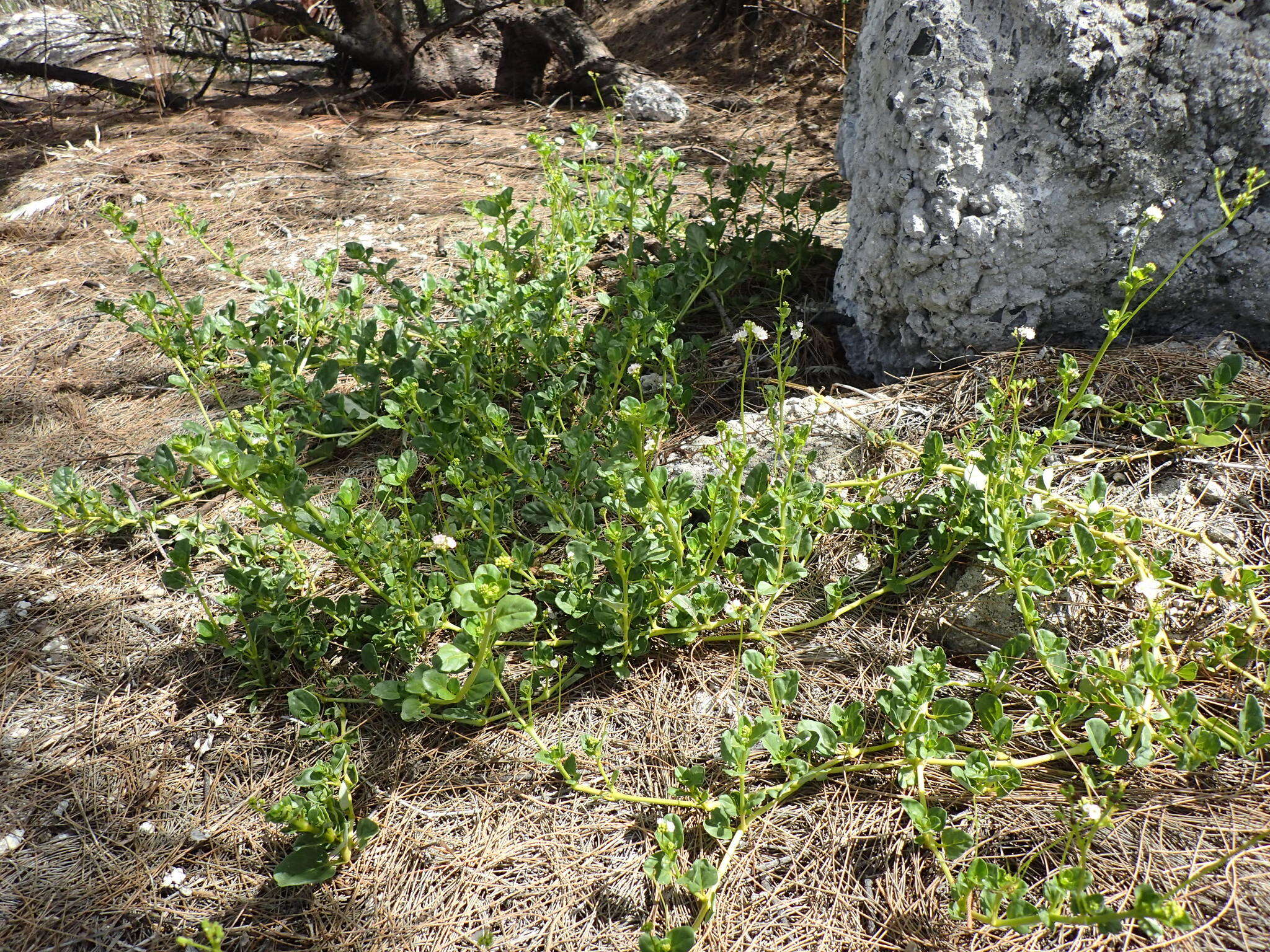 Imagem de Boerhavia repens L.