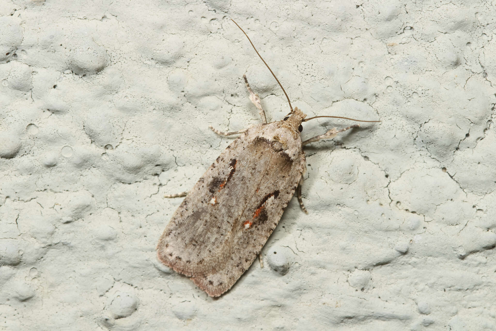 Imagem de Agonopterix ocellana Fabricius 1775