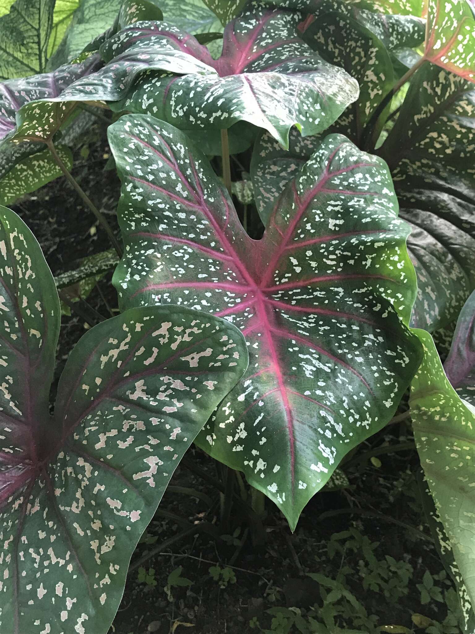 Image of Caladium bicolor (Aiton) Vent.