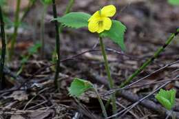 Image of Viola uniflora L.