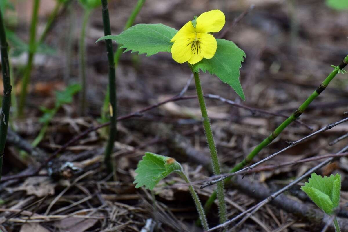 Image of Viola uniflora L.