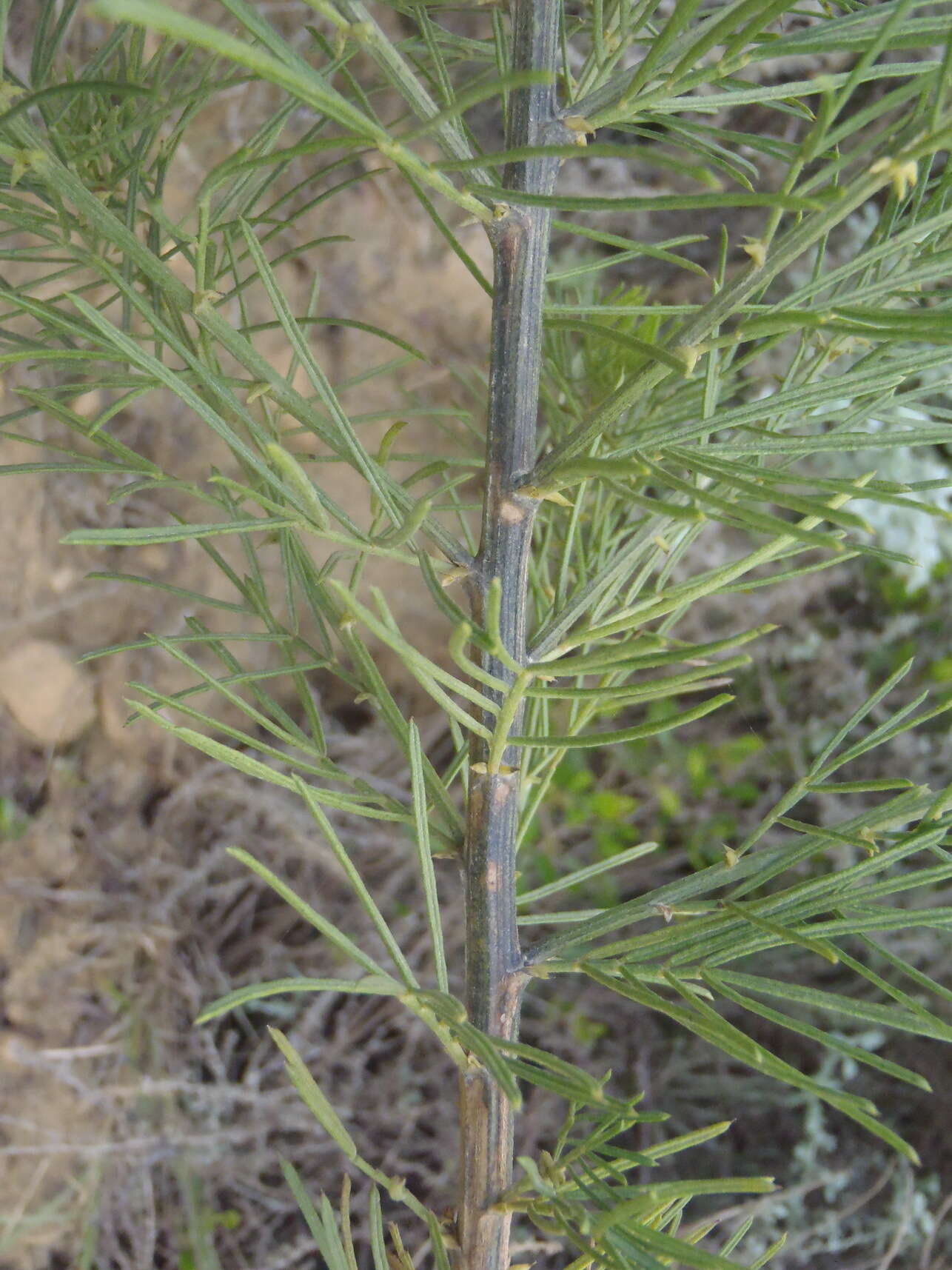 Image of Psoralea brilliantissima