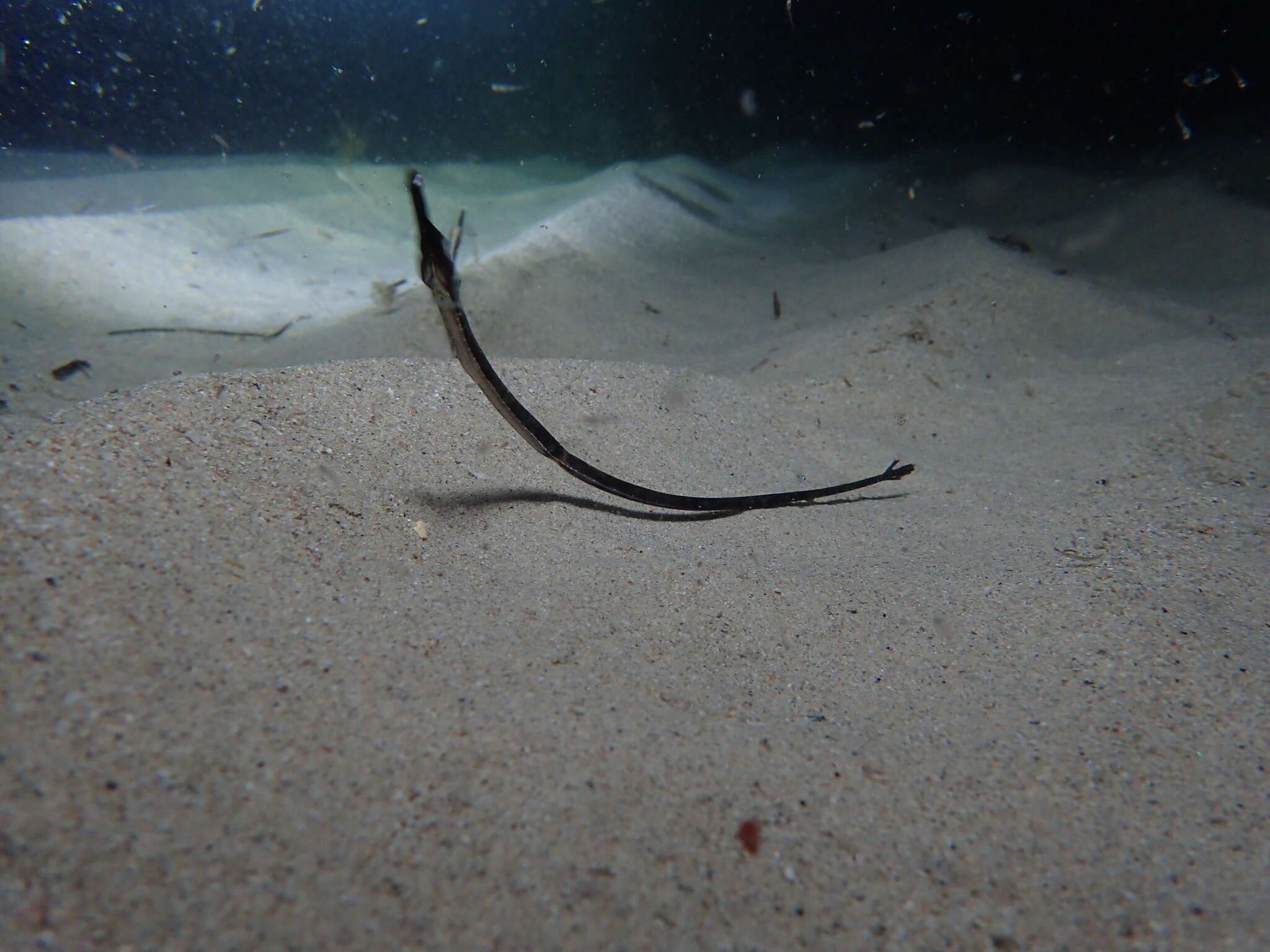 Image of Western crested pipefish