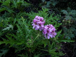 Imagem de Pelargonium glutinosum (Jacq.) L'Her.