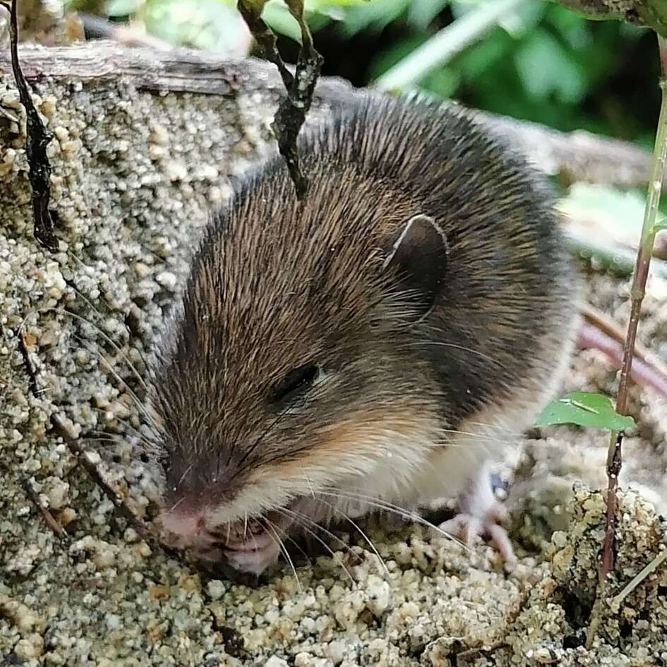 Image de Heteromys pictus (Thomas 1893)