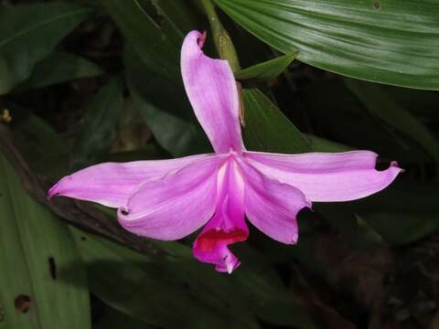 صورة Sobralia decora Bateman