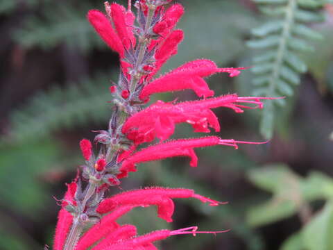 Imagem de Salvia cinnabarina M. Martens & Galeotti