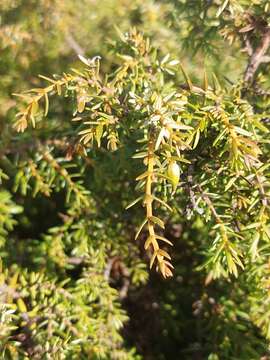 Image de Juniperus oxycedrus subsp. transtagana Franco