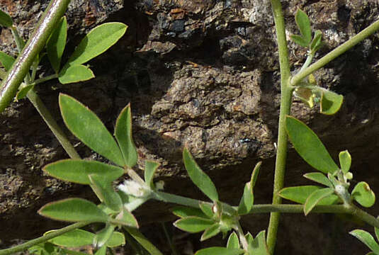 Image of Lotus oliveirae A. Chev.