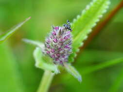 Image of Herina frondescentiae (Linnaeus 1758)