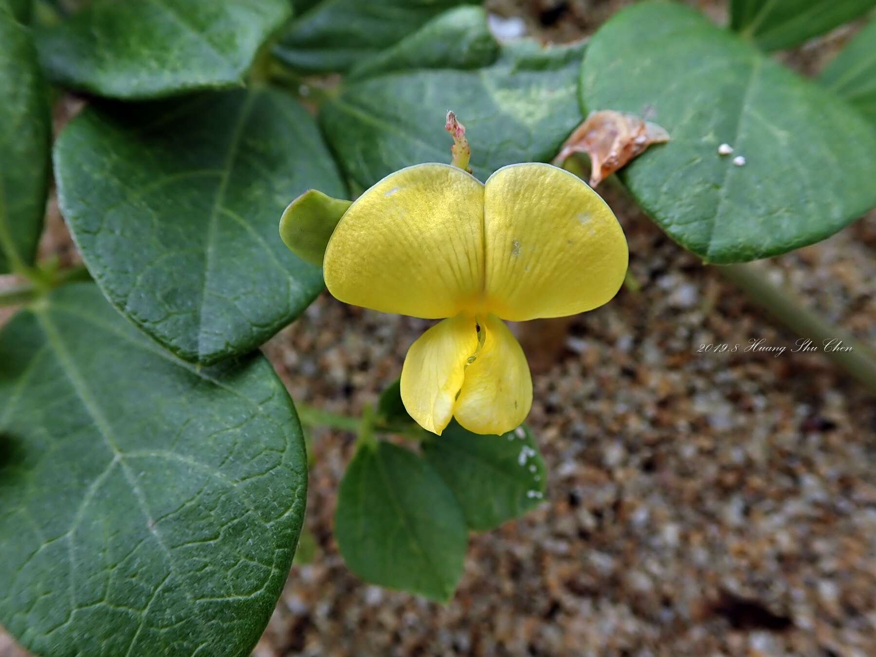 Image of notched cowpea