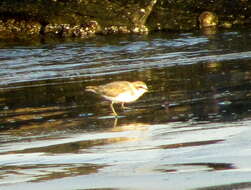 صورة Charadrius marginatus marginatus Vieillot 1818