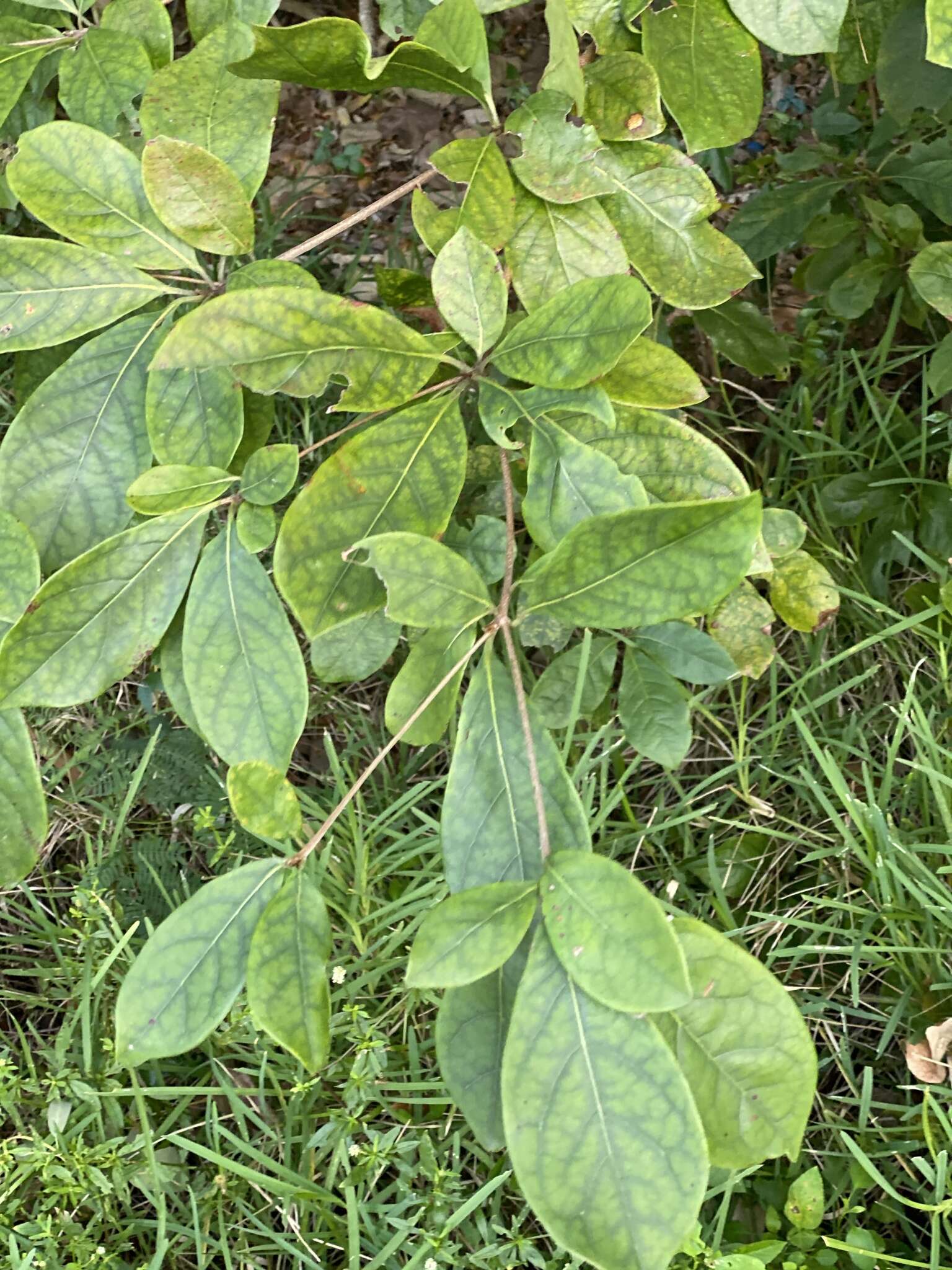 Image of Australian almond