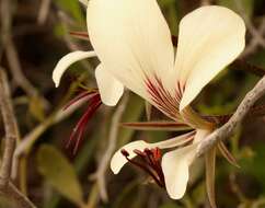 Image of Pelargonium tetragonum (L. fil.) L'Her.