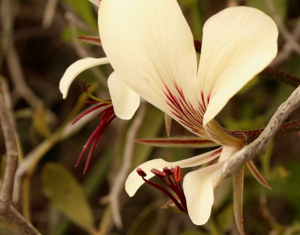 Image of Pelargonium tetragonum (L. fil.) L'Her.