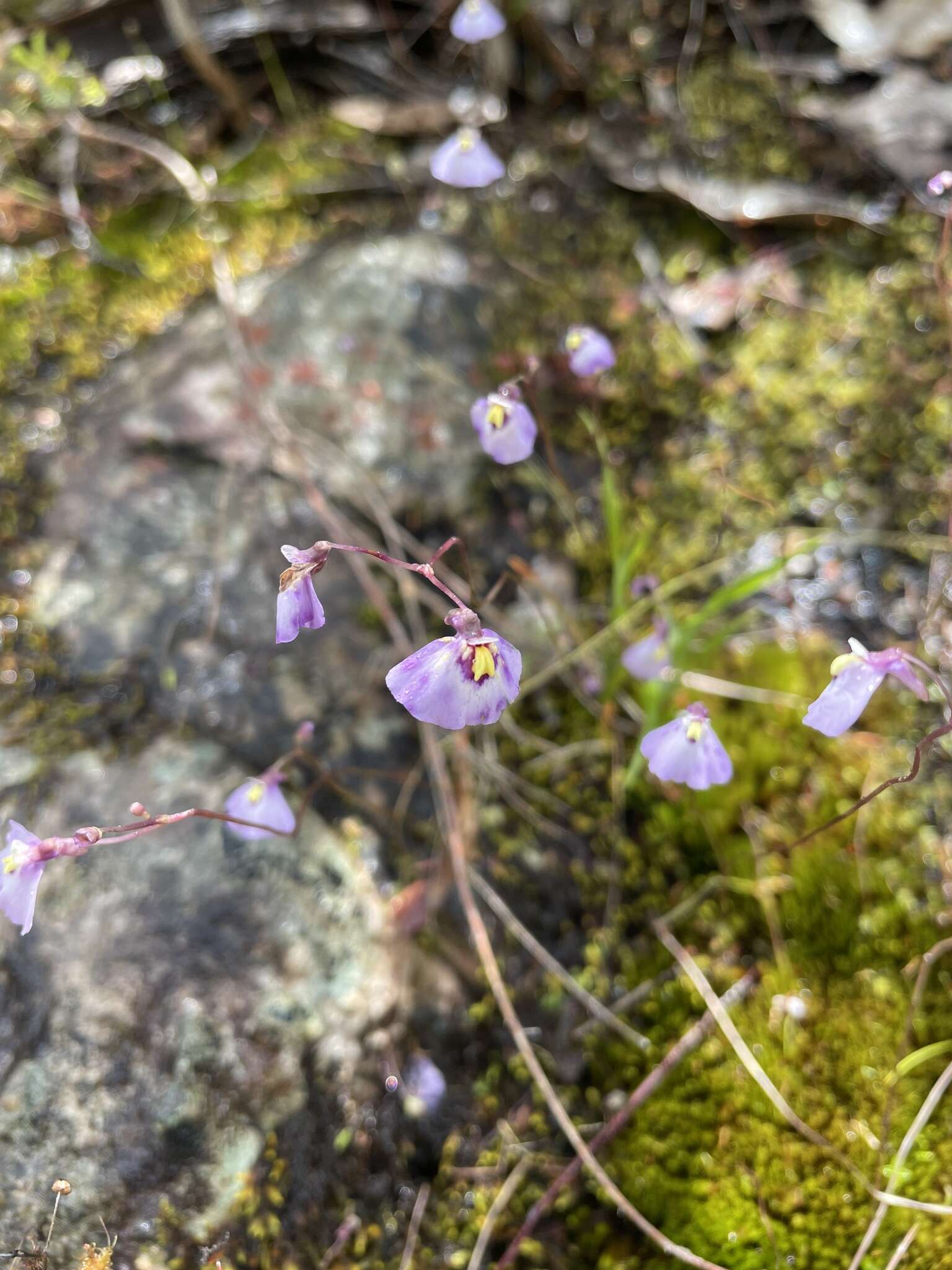 Image of Utricularia grampiana R. W. Jobson