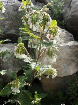 Image of Symphytum brachycalyx Boiss.