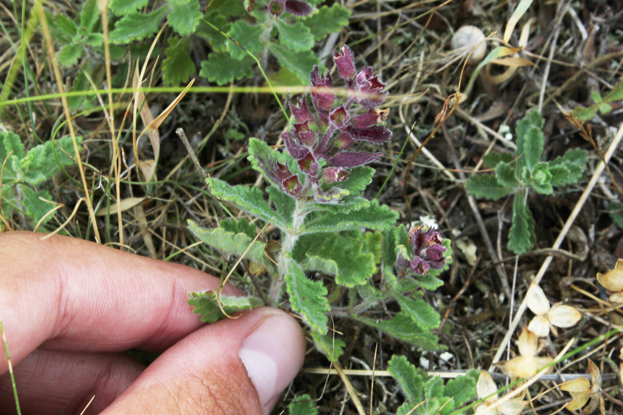 Image de Germandrée petit-chêne