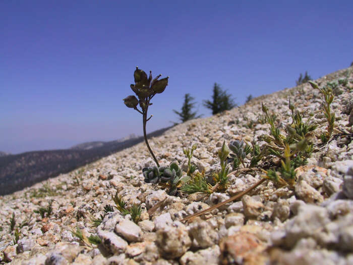 Image of Lake Tahoe draba