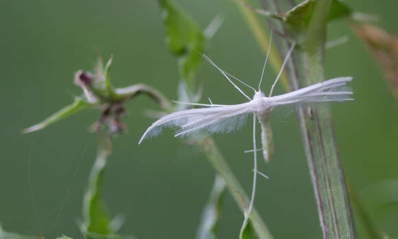 Image of Pterophorus