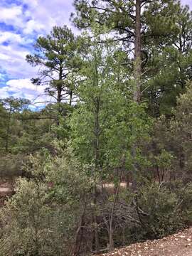 Image of Chihuahuan ash