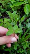 Image of licorice bedstraw