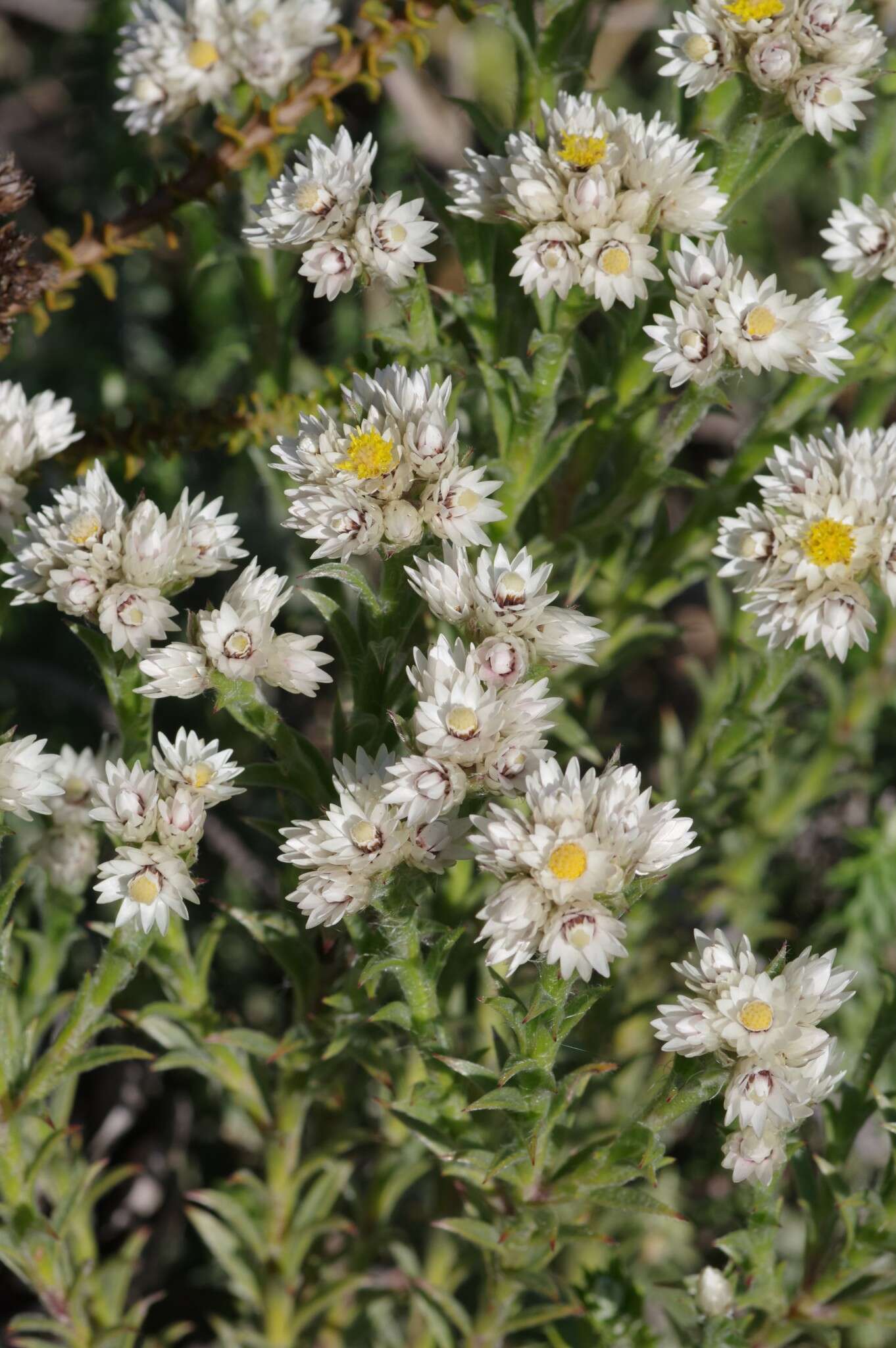 Image of Achyranthemum striatum