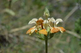 Image of Phlomoides goloskokovii Lazkov