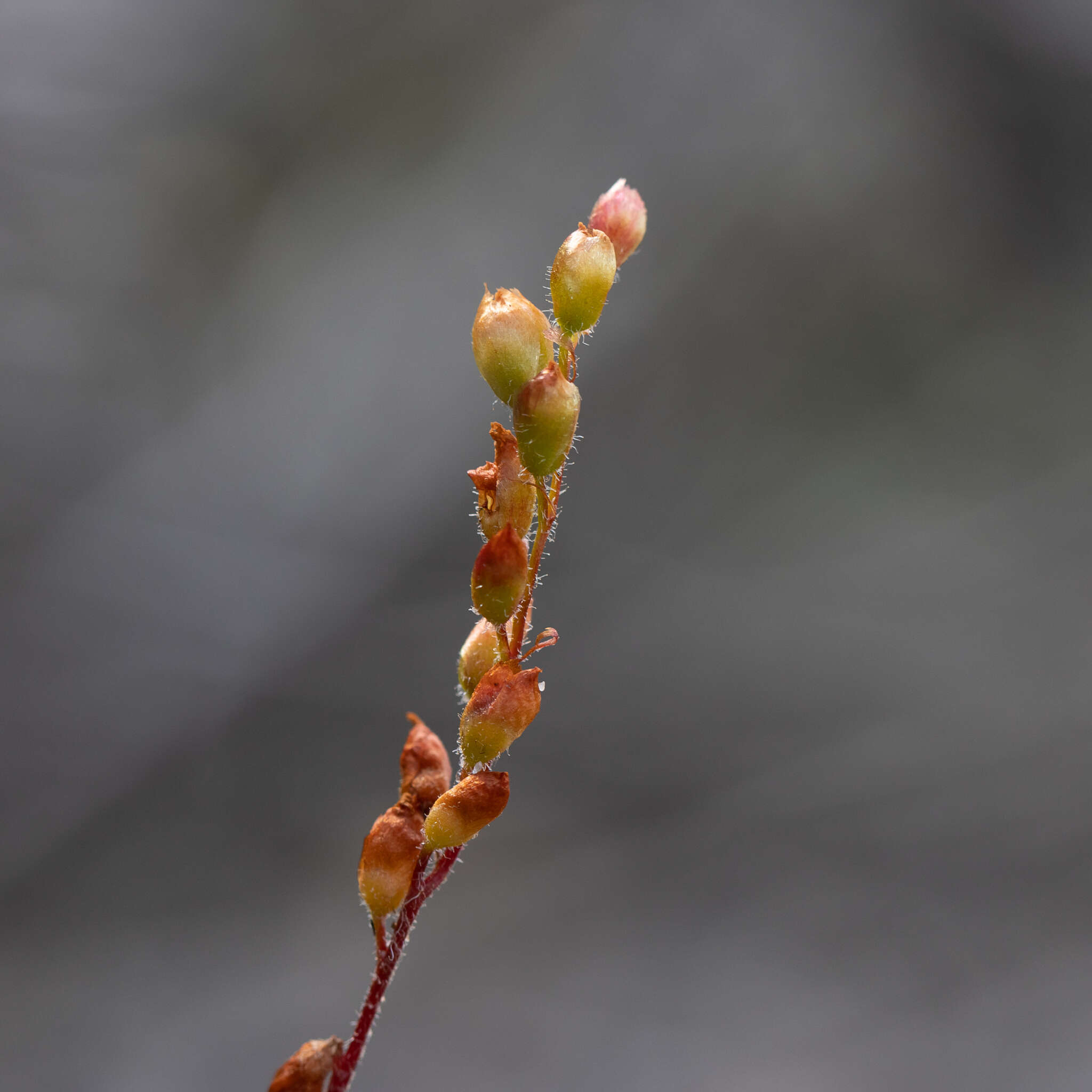 Image de Drosera scorpioides Planch.