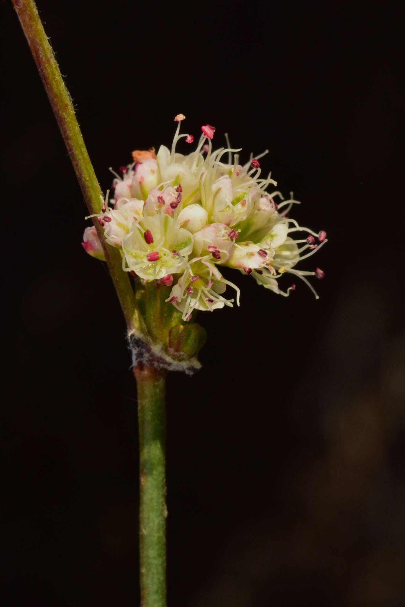 Imagem de Eriogonum nudum var. decurrens (S. Stokes) M. L. Bowerman