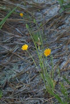 Image of Dwarf dandelion