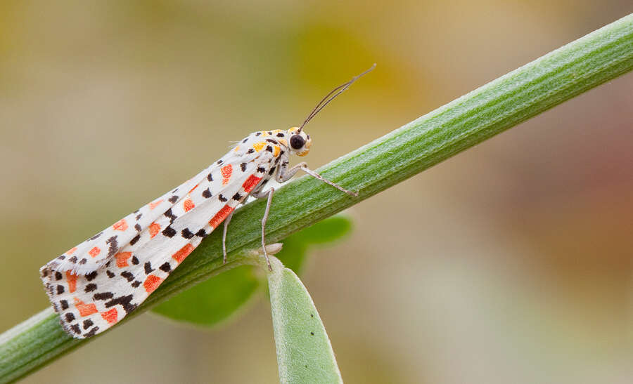 Image of crimson speckled