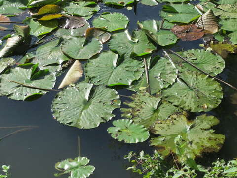 Image of European white waterlily