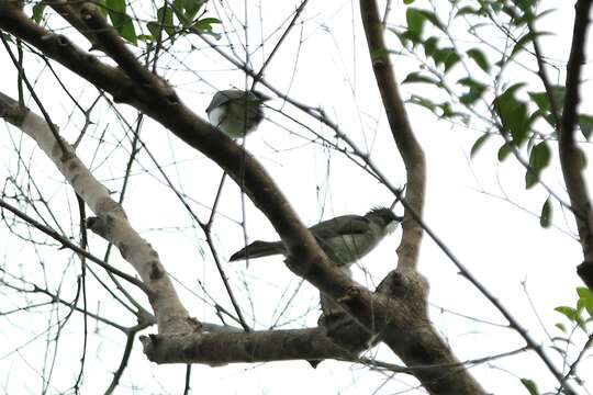 Image of Cinereous Bulbul