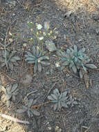 Image of white hawkweed