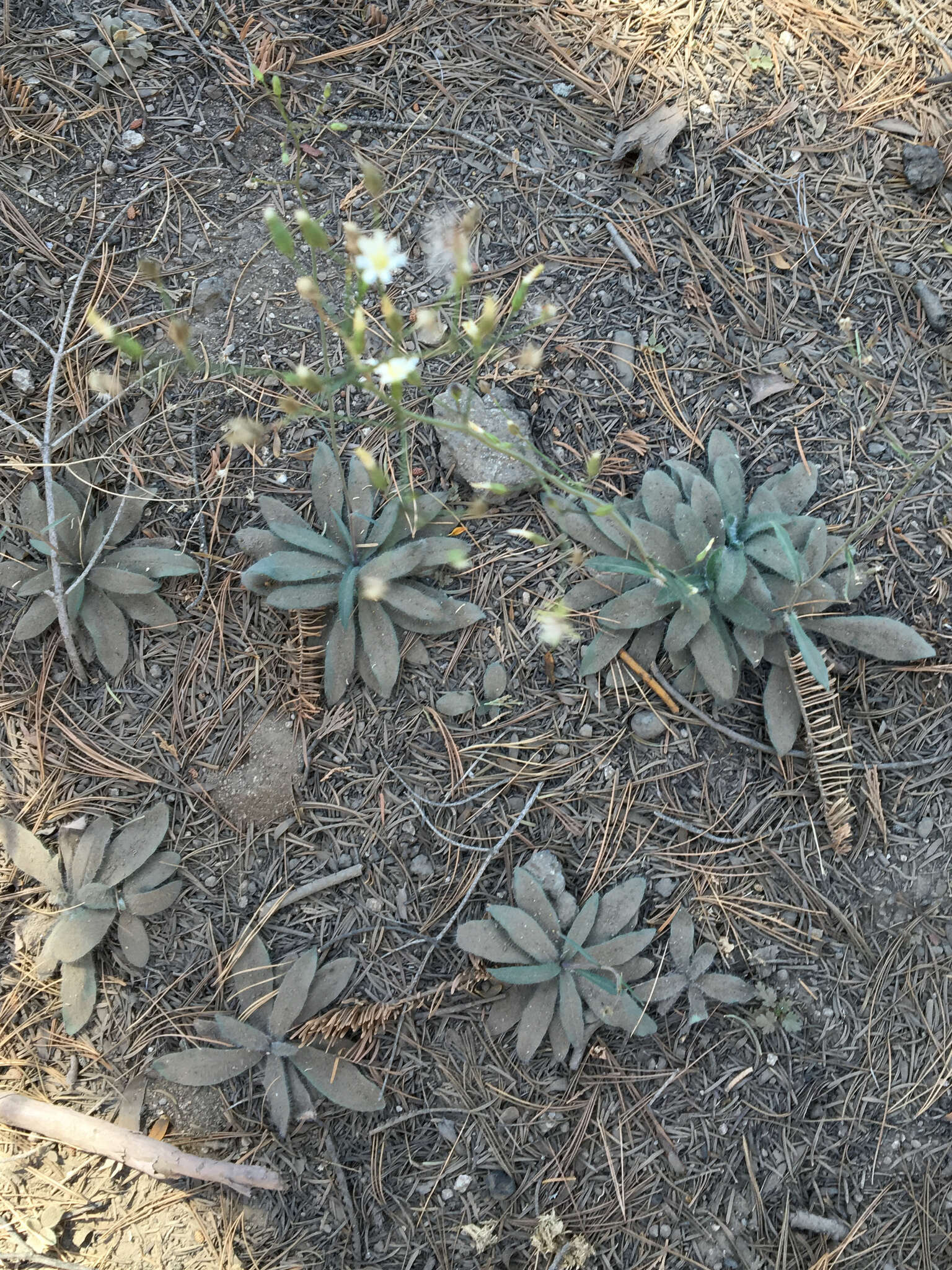 Image of white hawkweed