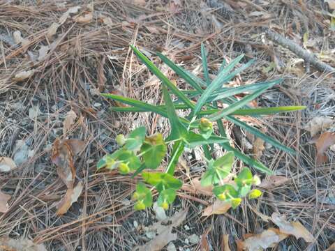 Image of Euphorbia greggii Engelm. ex Boiss.