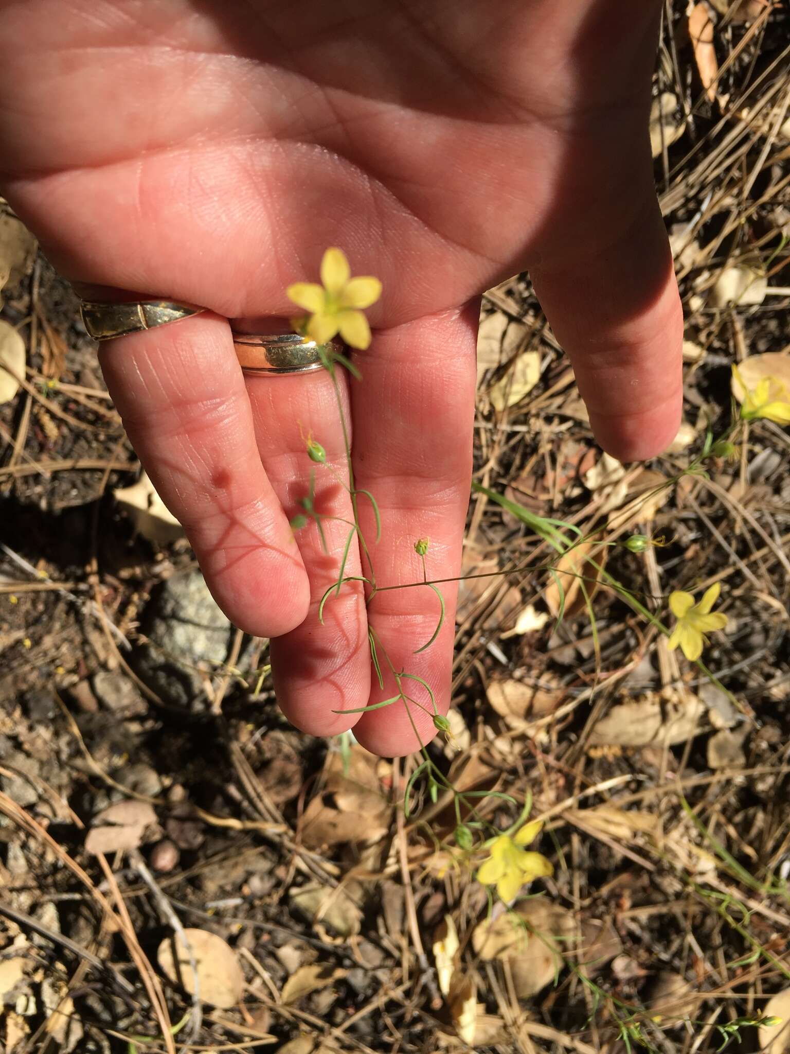 Image of Brewer's dwarf-flax