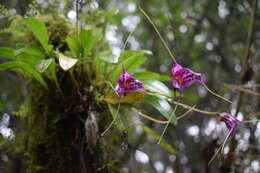 Image of Masdevallia chaparensis T. Hashim.