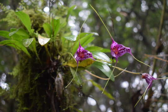 Image of Masdevallia chaparensis T. Hashim.