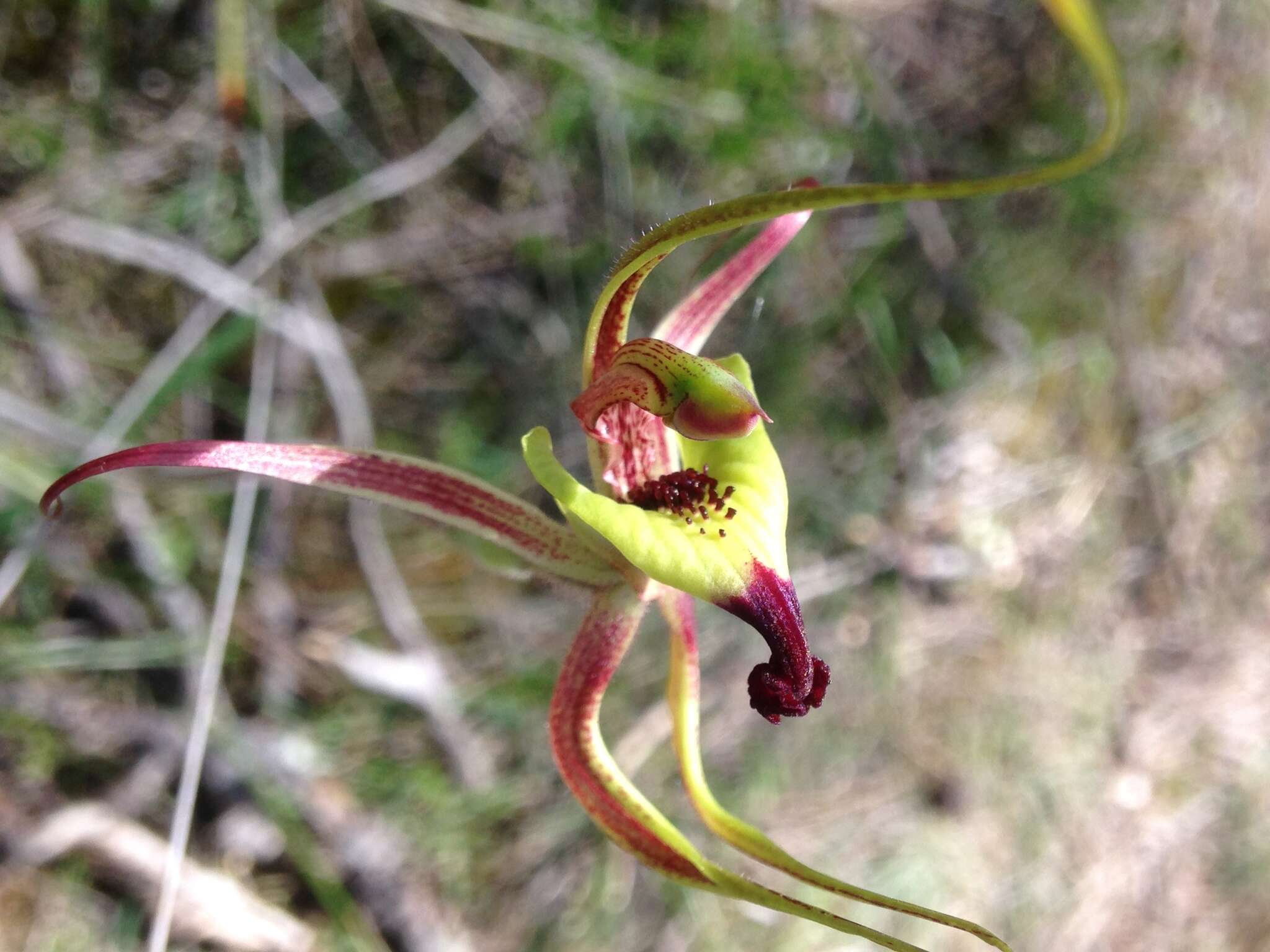 Caladenia integra E. Coleman的圖片