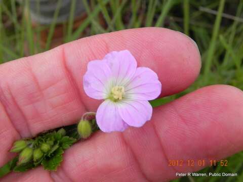 Image of Geranium pulchrum N. E. Br.