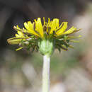 Image of Taraxacum platycarpum var. longeappendiculatum (Nakai) T. Morita