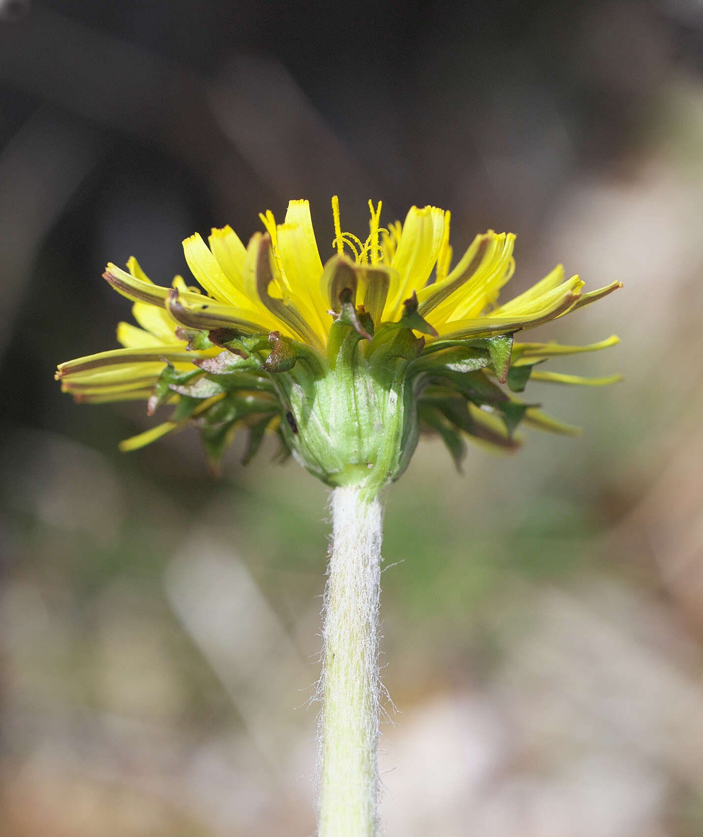 Image of Taraxacum platycarpum var. longeappendiculatum (Nakai) T. Morita