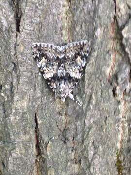 Image of Light crimson underwing moth