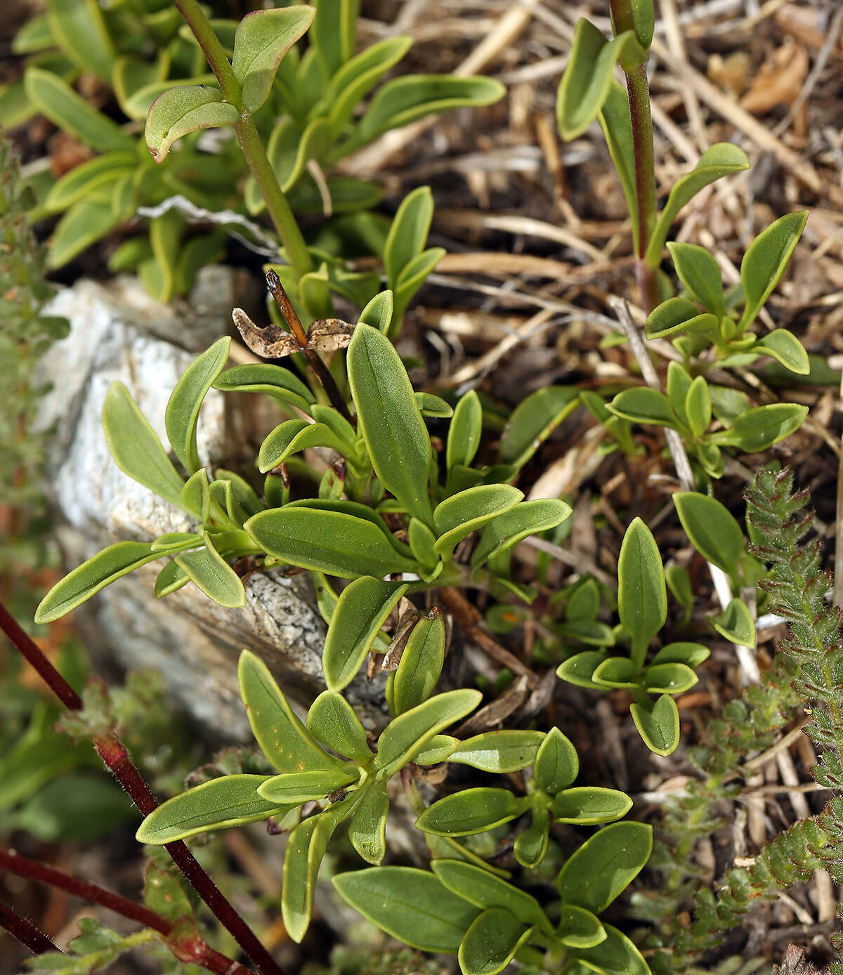 Image of pincushion beardtongue