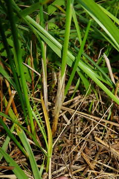 Слика од Allium suaveolens Jacq.