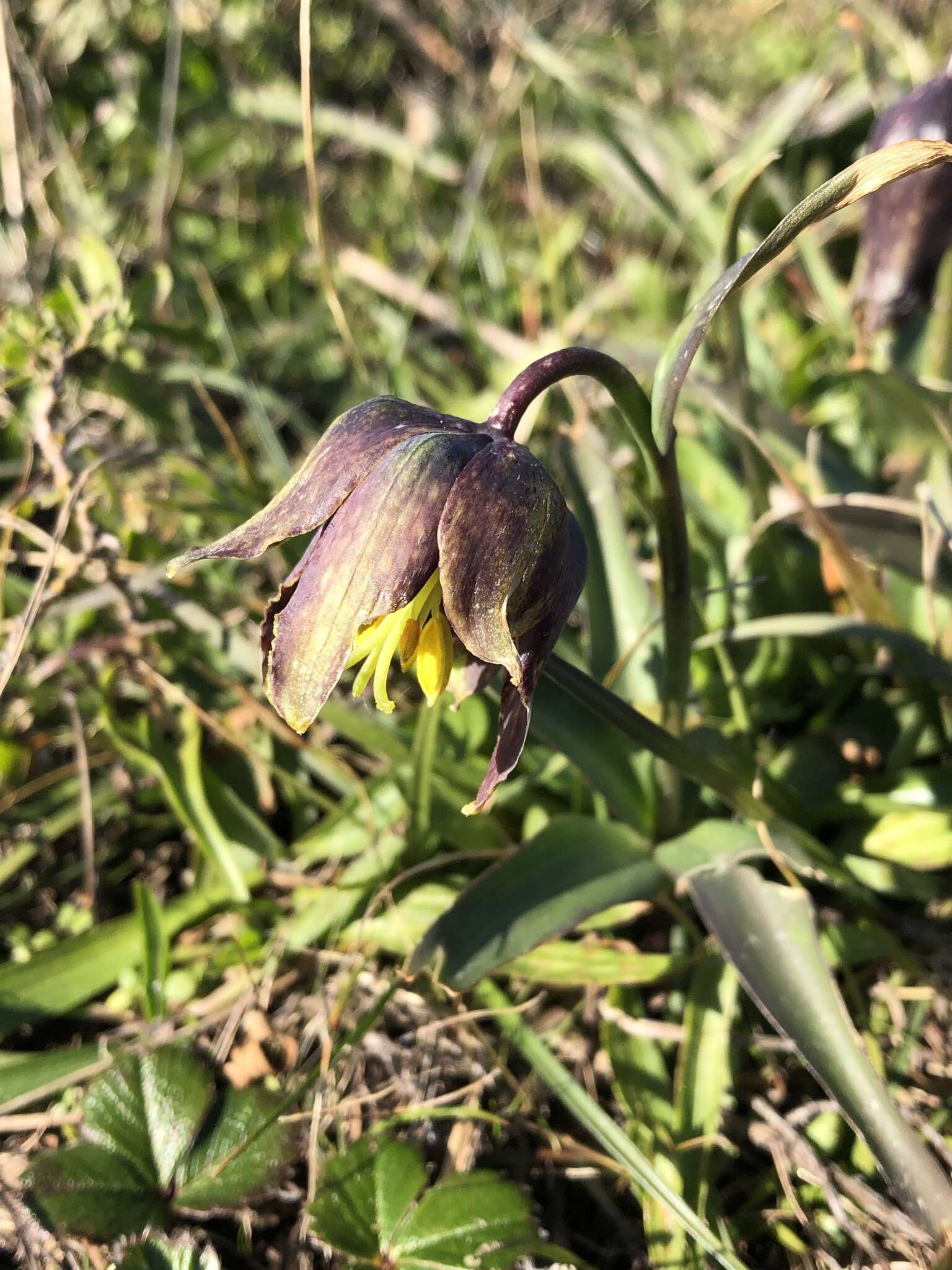 Image of checker lily