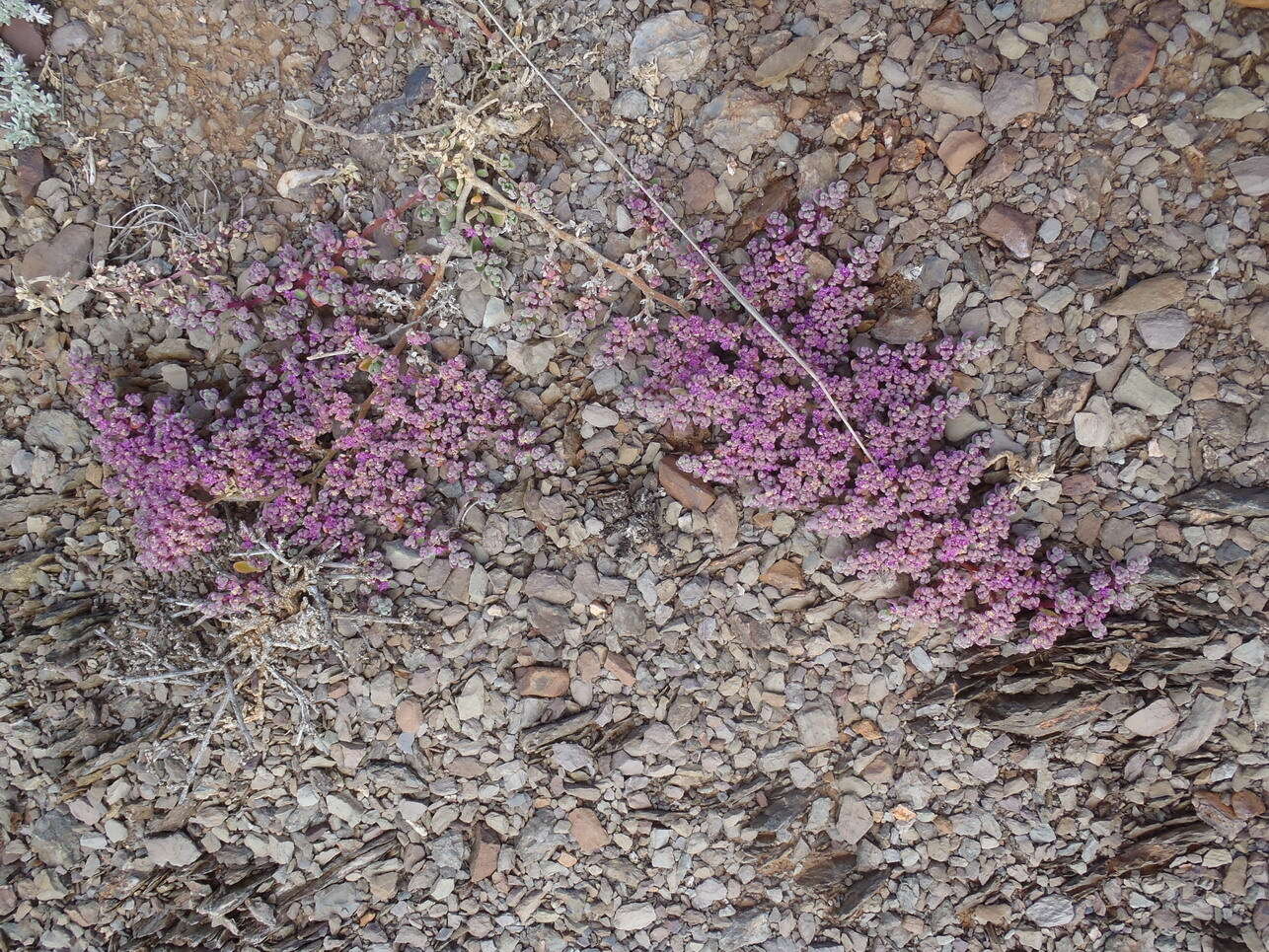 Image of Aizoon sarcophyllum (Fenzl ex Harv. & Sond.) Klak