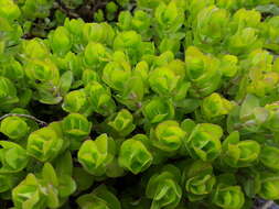 Image of blue waterhyssop